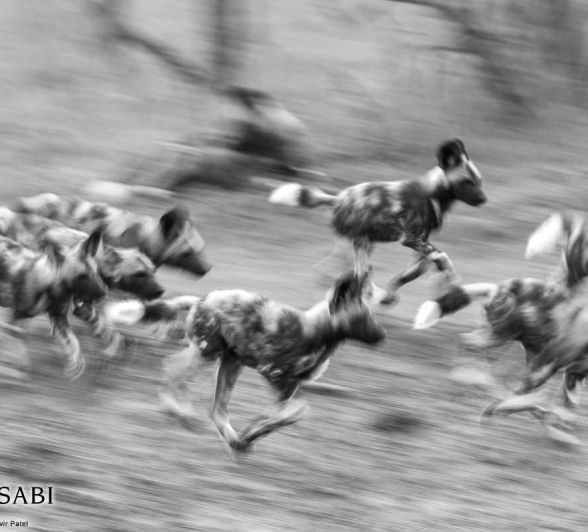 17Pravir Patel Dog Run Final 17Pravir Patel Dog Run Final