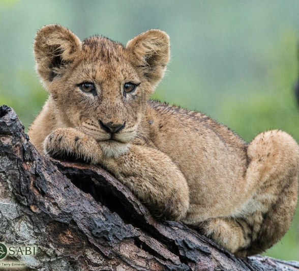 27Terry Ennever Lion Cubs 8117 1 Final