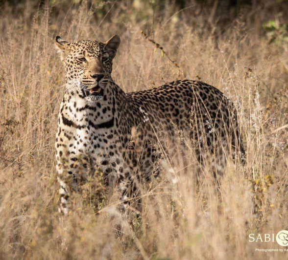 25Kerry Lee Roberg Msuthlu Final 25Kerry Lee Roberg Msuthlu Final
