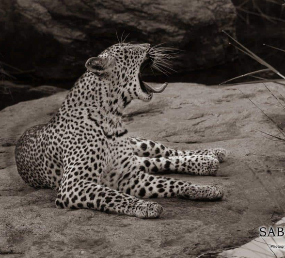 06Kevan Dobbie Schotia Female 210319 Final