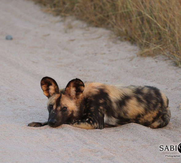 18Steff McWilliam Wild Dogs 05062019 2 Final 18Steff McWilliam Wild Dogs 05062019 2 Final