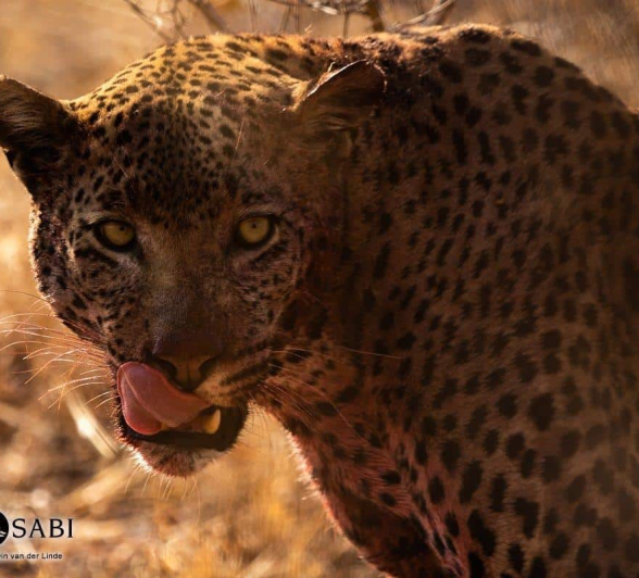 33Kevin Van Der Linde White Dam 01092019 Final