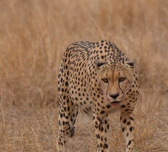 26Louise Murray Cheetah 26102019 1 Final 26Louise Murray Cheetah 26102019 1 Final