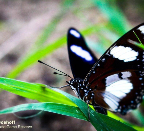 33Rebecca Boshoff Diadem Butterfly 1 Final