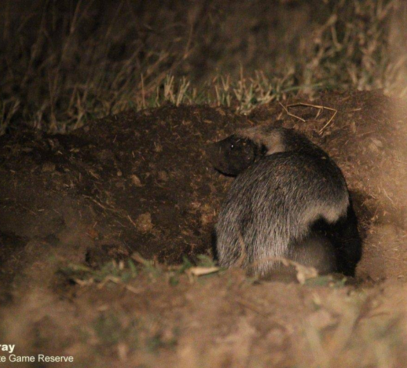 33Louise Murray Badger 11072020 Final