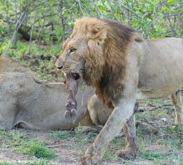 38Marco Vietti Nwaswishaka 011120 Final