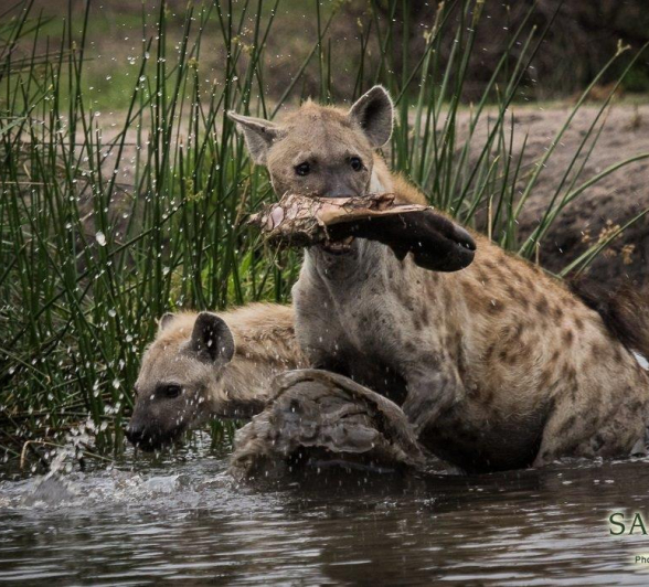 07Kevan Dobbie Hyena Fem 2311.2 Final 07Kevan Dobbie Hyena Fem 2311.2 Final