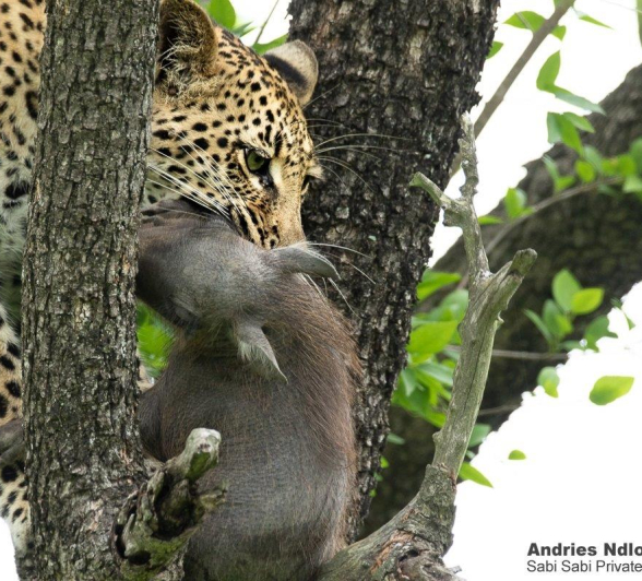 A28andries Leopard.ntsumicub 261221 3 Final