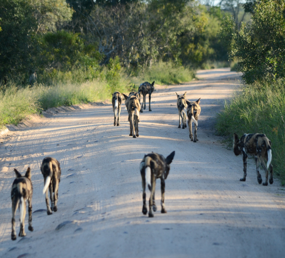 Dogs Mobile Dogs Mobile