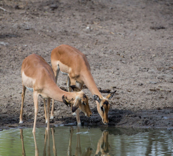 Impala Drinking Impala Drinking