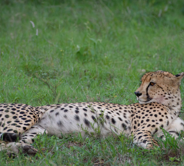 Mike Palmer Male Cheetah Mike Palmer Male Cheetah