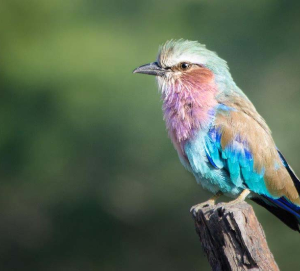 Steve WB LBR Steve WB LBR