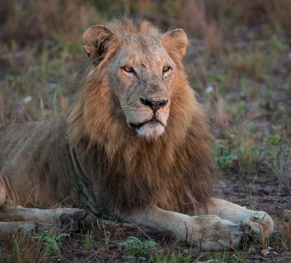 Terry Ennever SR Male Terry Ennever SR Male