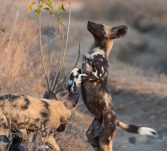 07Terry Ennever WD Pups12