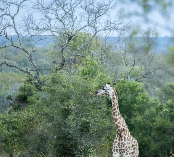 25Sheldon Hooper Giraffe 13 05 17 Final