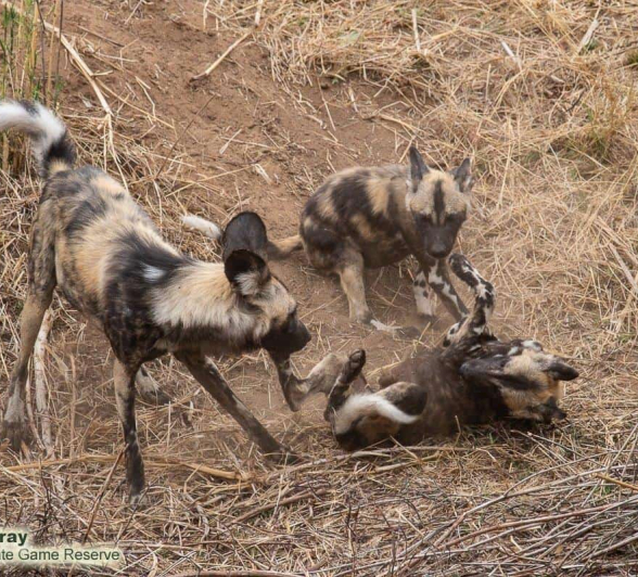 27Louise Murray Wild Dogs 22102019 1 Final