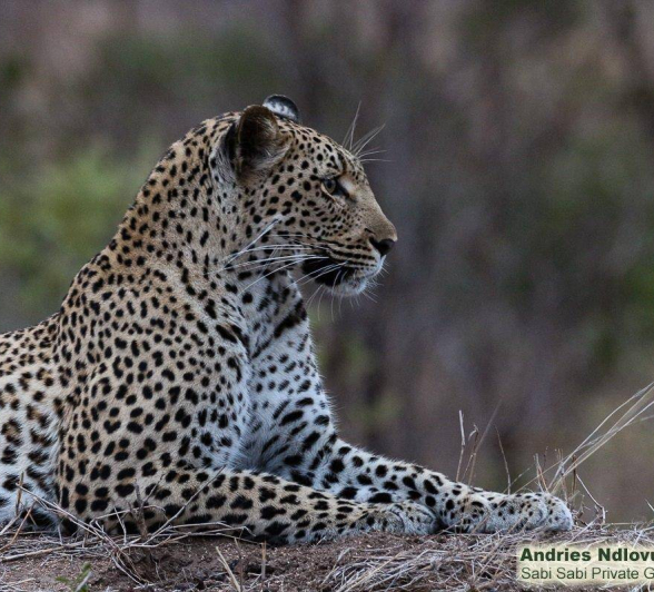 18andries Ndlovu Leopard Kugilia 081119 1 Final 18andries Ndlovu Leopard Kugilia 081119 1 Final