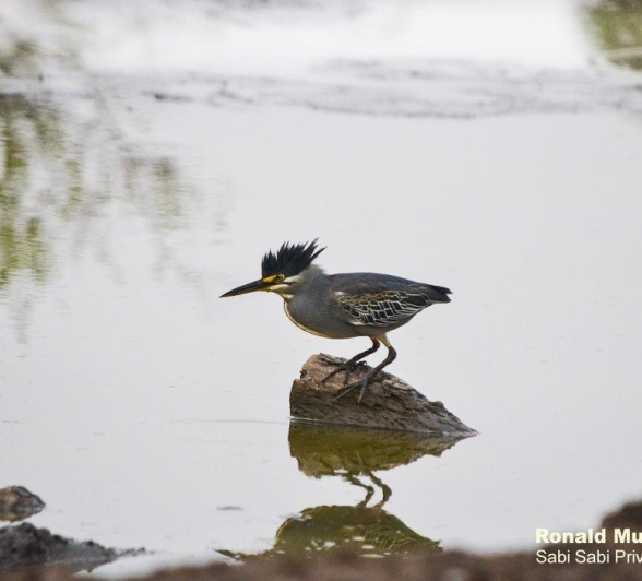 40Ronald Mutero Green Backed Heron 05102019 5 Crop Final 40Ronald Mutero Green Backed Heron 05102019 5 Crop Final