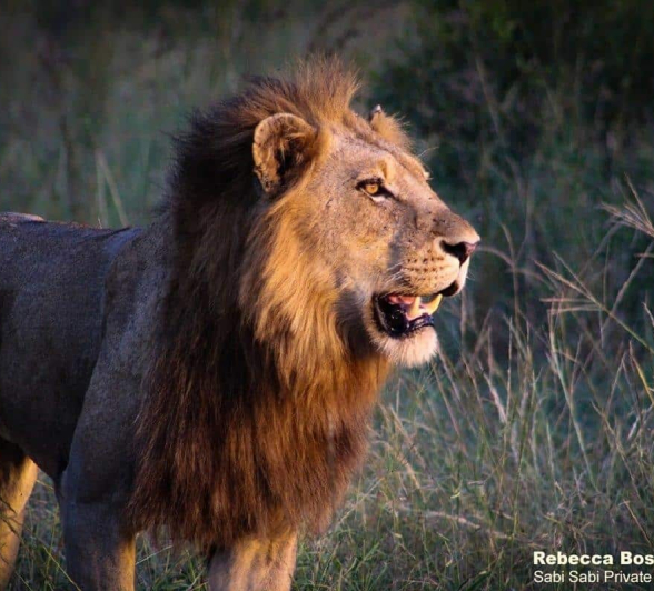 01Rebecca Boshoff Lions Ansd Buffalo 3 1 Of 1 Final 01Rebecca Boshoff Lions Ansd Buffalo 3 1 Of 1 Final