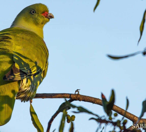 07Kerry Lee Roberg Green Pigeon Final