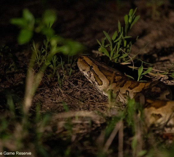 A15Amy Leigh African Rock Python 1 121121 Final