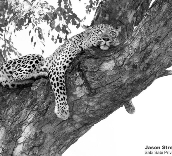 A19Jason Street Kigelia 260322 2 Final