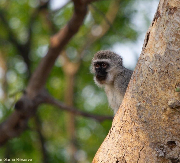 B09Amy Leigh Vervet Monkey In Fig 1 051121 Final B09Amy Leigh Vervet Monkey In Fig 1 051121 Final