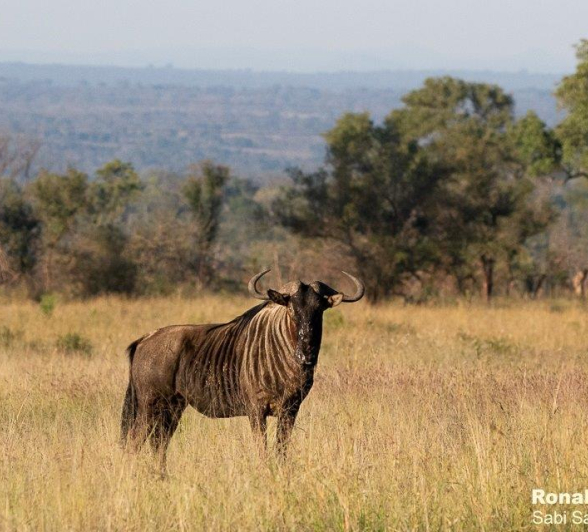 A19ronald Mutero Wild Beest 08062022   3 Final