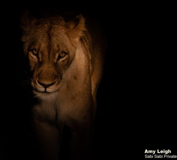 A28Amy Leigh Lion SP 1 290622 2 Final A28Amy Leigh Lion SP 1 290622 2 Final