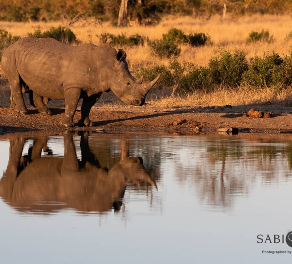 08Kevin Van Der Linde Talamati Lions And Rhino 15062019 Sigma 70 200 F2.8 6 Final 08Kevin Van Der Linde Talamati Lions And Rhino 15062019 Sigma 70 200 F2.8 6 Final