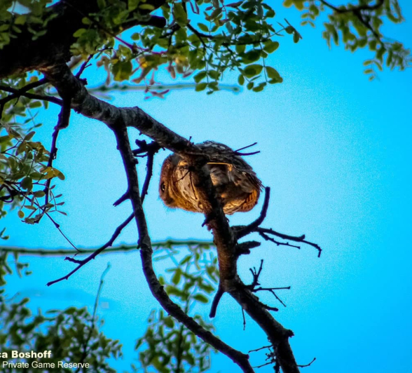 07Rebecca Boshoff Barred Owlet 4 29.10.2020 Final 07Rebecca Boshoff Barred Owlet 4 29.10.2020 Final