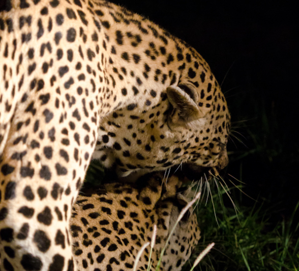 Leopards Mating 7