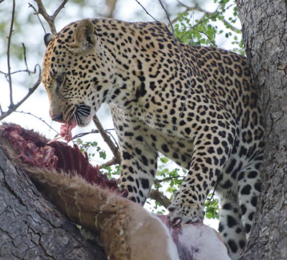 Leopard In A Tree With His Kill Leopard In A Tree With His Kill