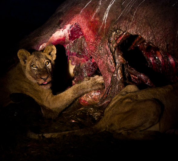 Hungry Cub Hungry Cub