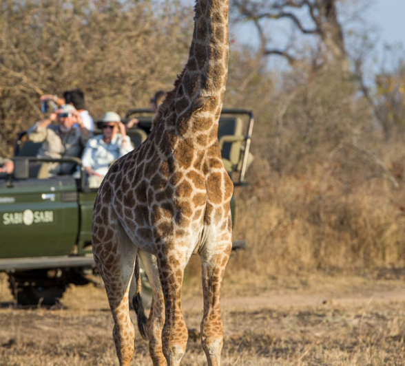 Giraffe Giraffe