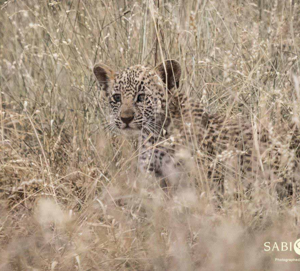 03Kevan Dobbie LBC New Cub 210318 Final