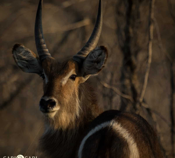 05Kevan Dobbie Waterbuck Calf 0510 Final 05Kevan Dobbie Waterbuck Calf 0510 Final