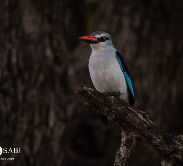 13Kevan Dobbie Woodlands Kingfisher 171218 Final 13Kevan Dobbie Woodlands Kingfisher 171218 Final