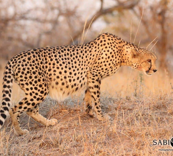 45Steff McWilliam Cheetah 20072019 3 Final