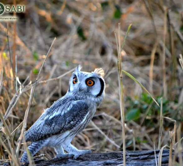37 Ronald Mutero Owl 23082019 37 Ronald Mutero Owl 23082019
