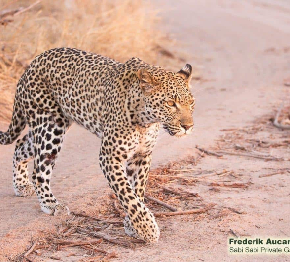 20Frederik Aucamp Kagilia Female Leopard 04 09 2019 1 Final 20Frederik Aucamp Kagilia Female Leopard 04 09 2019 1 Final