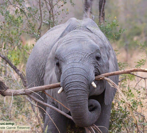 39Frederik Aucamp Elephants Feeding 11 08 2019 2 Final 39Frederik Aucamp Elephants Feeding 11 08 2019 2 Final