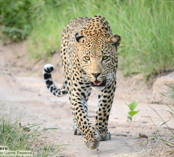 25Ronald Mutero White Damee 20022020   2 Final 25Ronald Mutero White Damee 20022020   2 Final