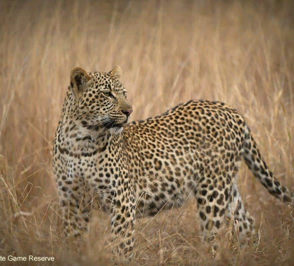 11Ally Ross 202000609 Scotia And Cub 04  Final