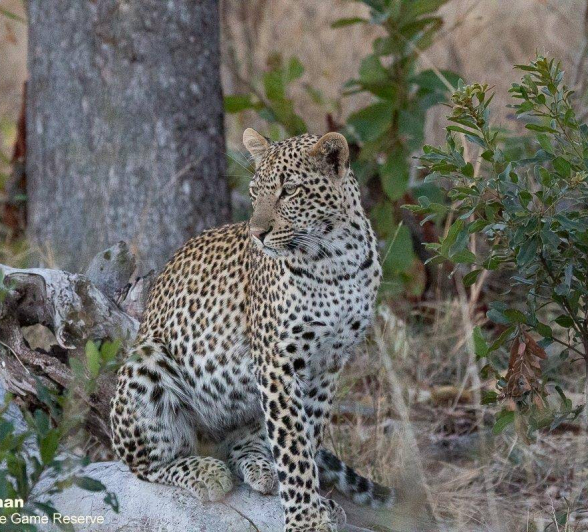 04Greg Heasman Scotia Cub 07072020 8 Final