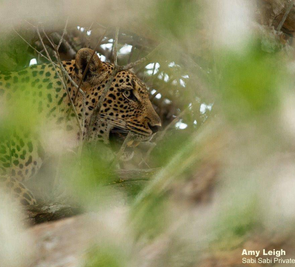 30Amy Leigh Leopard Msuthlu 3 221120 Final 30Amy Leigh Leopard Msuthlu 3 221120 Final