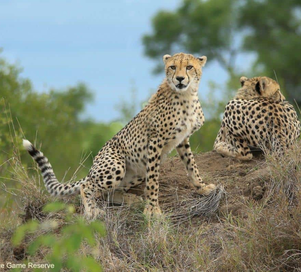 12Ally Ross 20201126 Cheetah Cubs 02 Final 12Ally Ross 20201126 Cheetah Cubs 02 Final