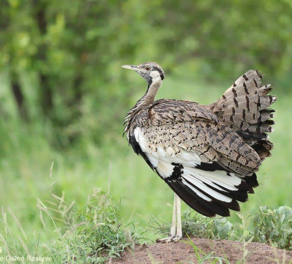 33Marco Vietti Black Bellied Bustard 1 030121  Final