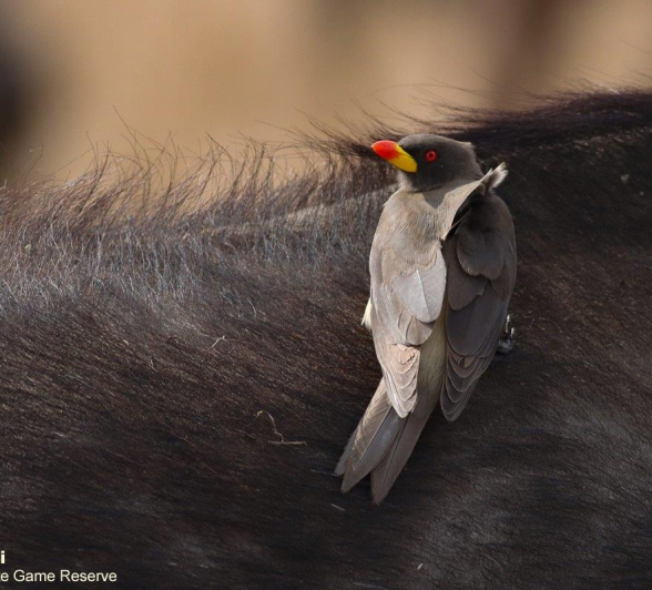 B32Marco Vietti Yellow Billed Oxpecker 290821 Final B32Marco Vietti Yellow Billed Oxpecker 290821 Final