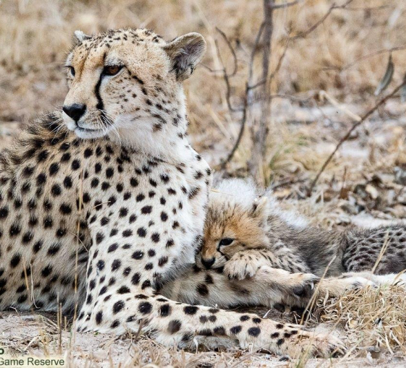 A10Ronald Mutero Cheetah And Cubs 29092021 15 Final